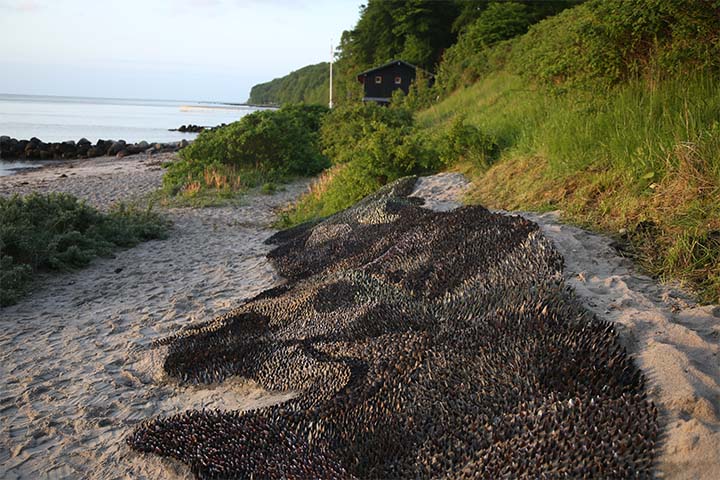 Mussel shells ocean 05