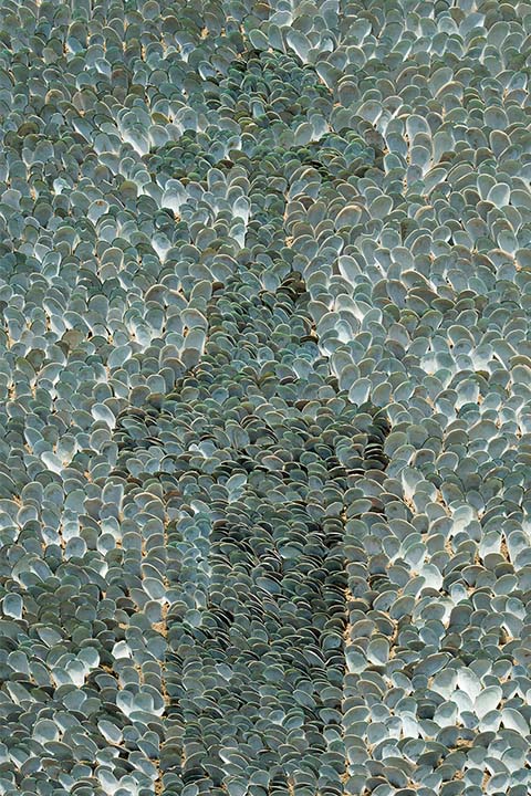 Mussel shells Cross 01