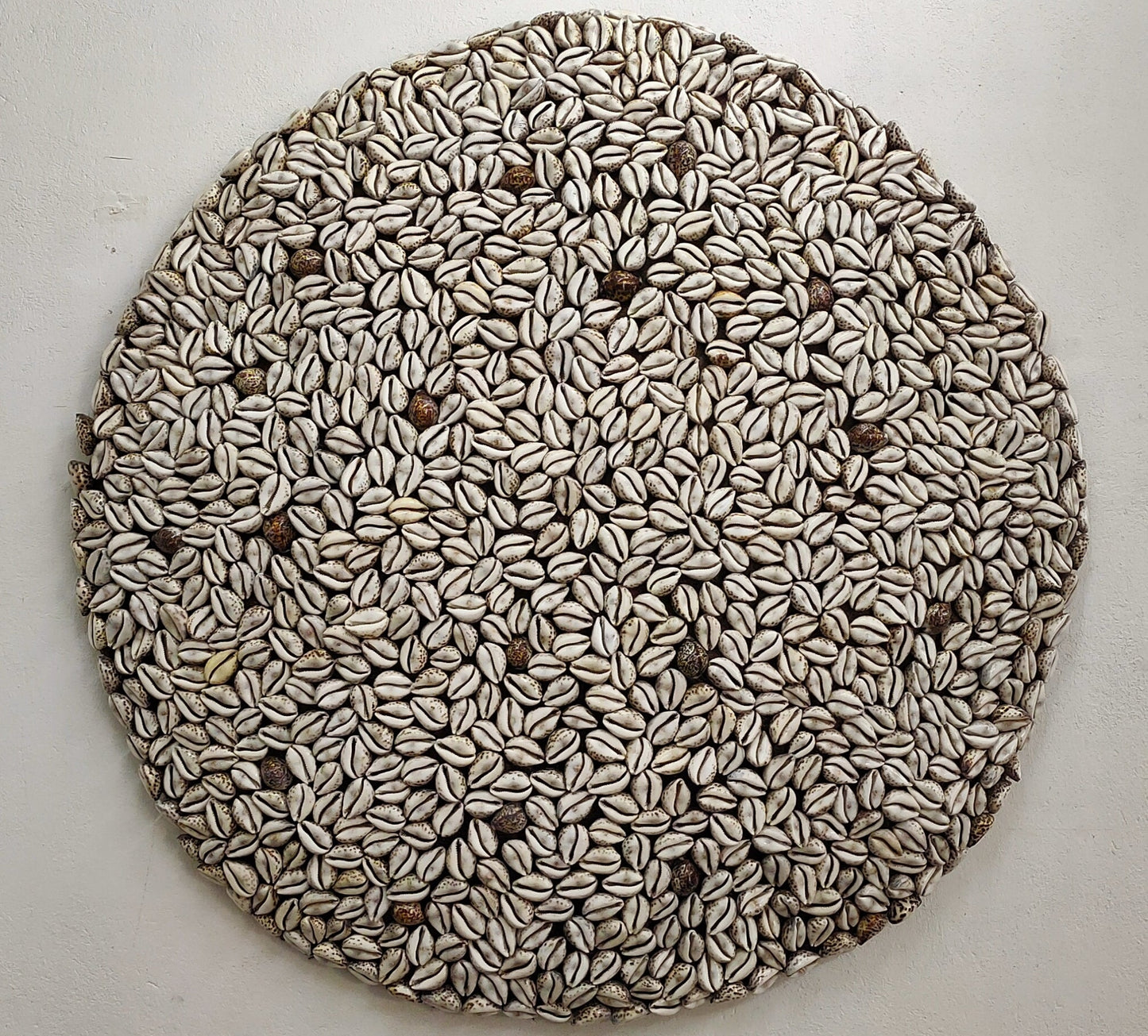 Cowrie Disc 01