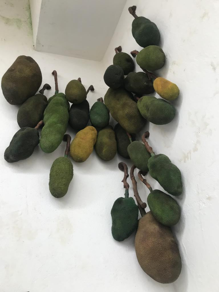 Jackfruits