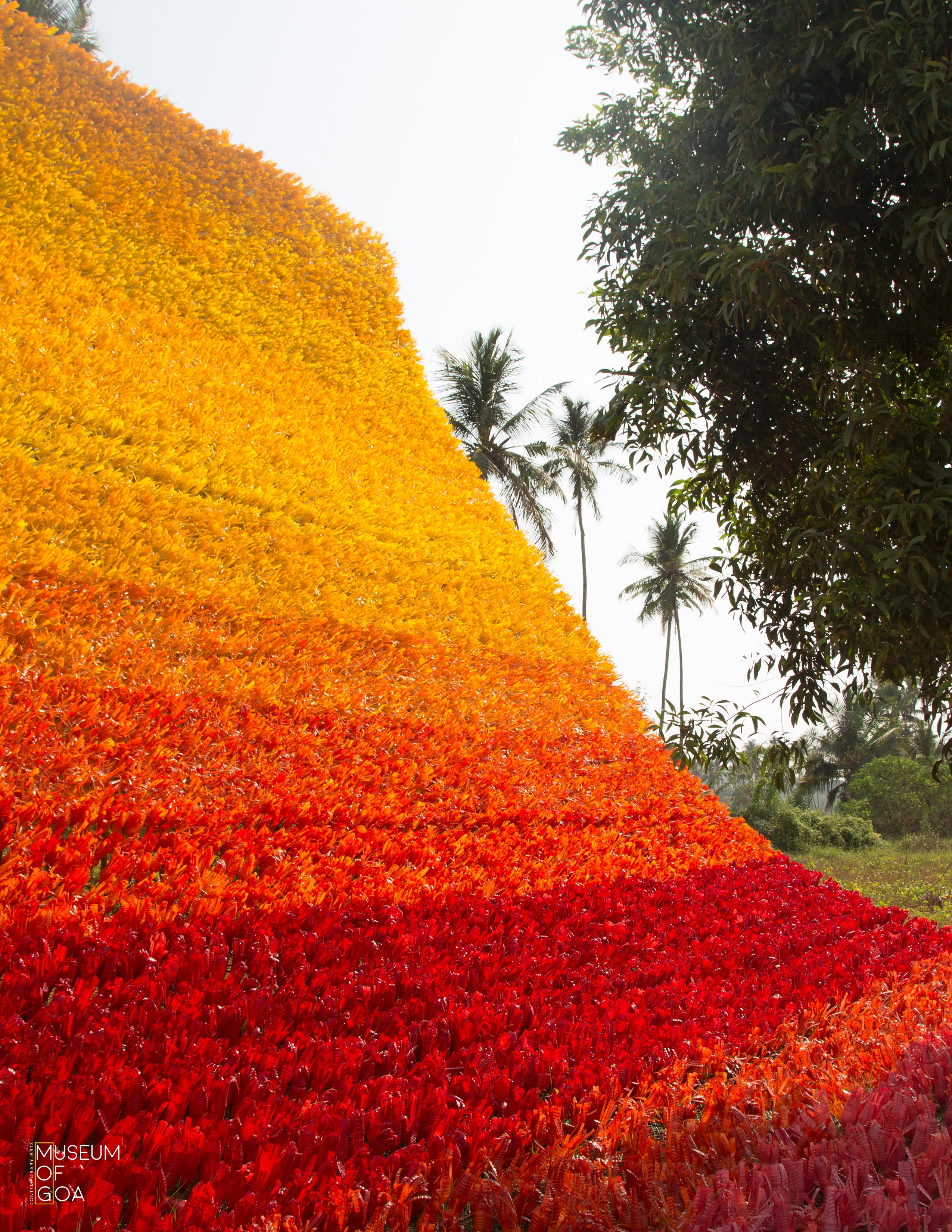 Carpet of Joy