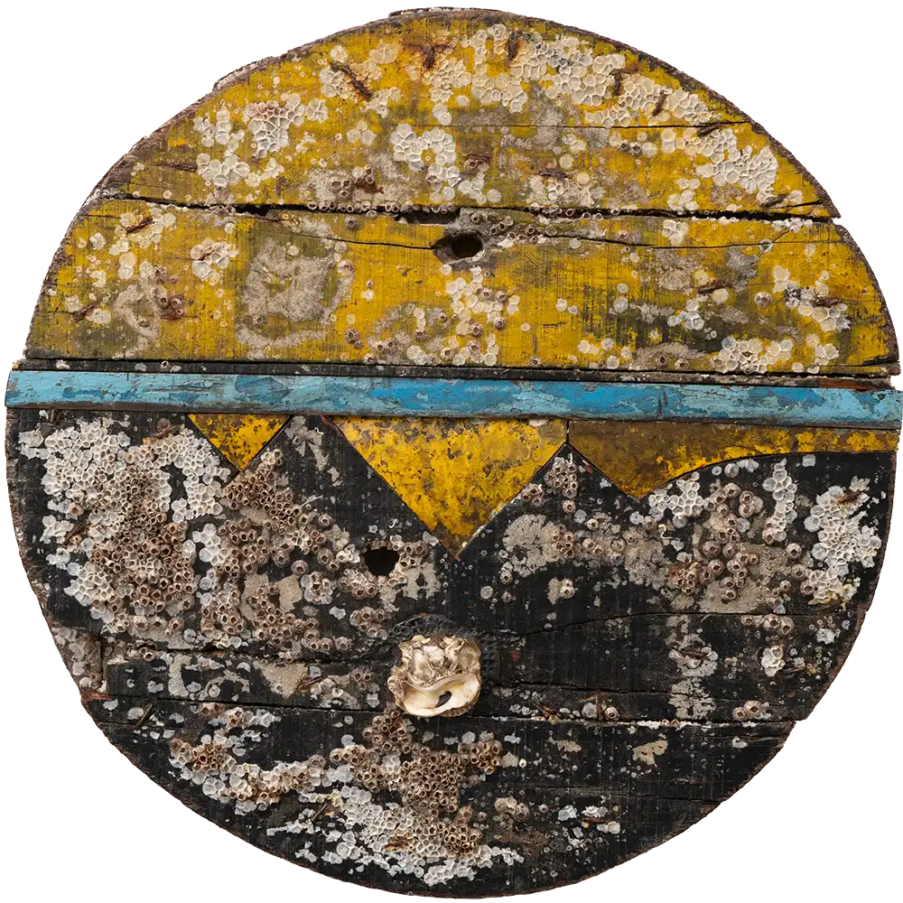 OYSTER SHELL DISC