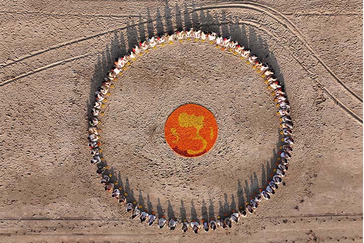 Marigold Circle 04