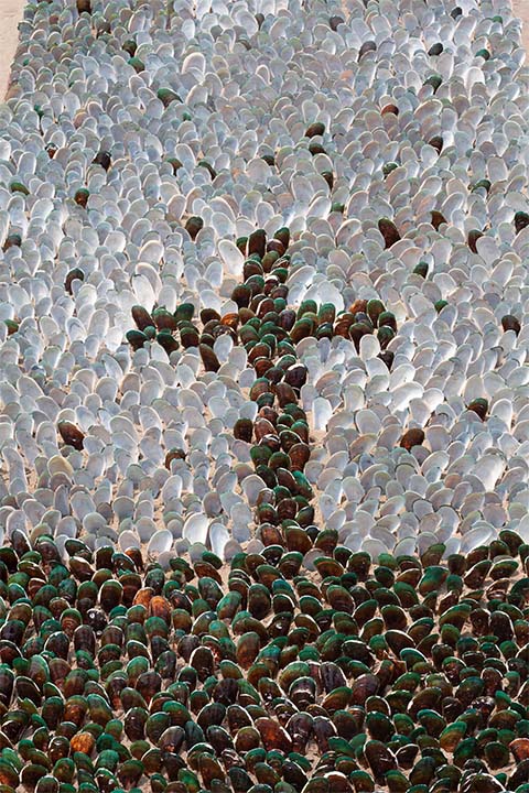 Mussel shells Cross 02