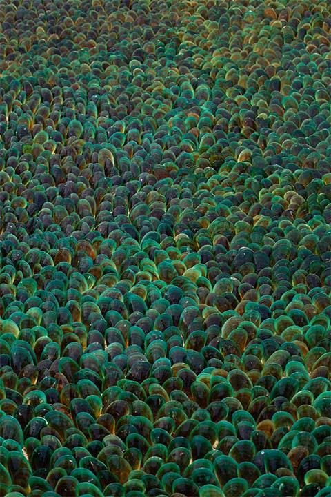 Mussel shells ocean 01