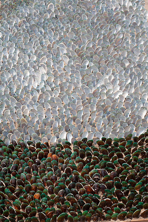Mussel shells ocean 02