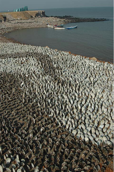 Mussel shells ocean 03