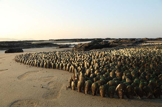 Mussel shells ocean 04
