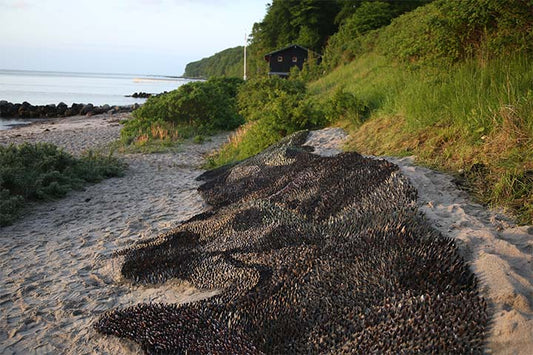 Mussel shells ocean 05