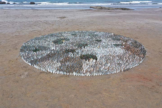 Mussel shells circle