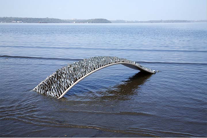 Mussel shells wave