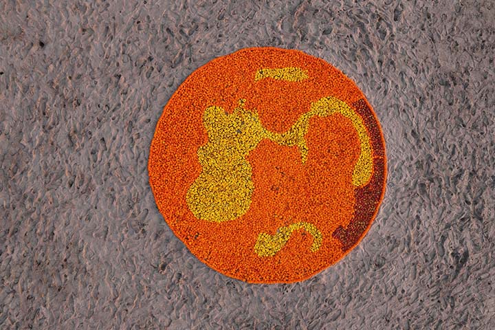 Marigold circle 02