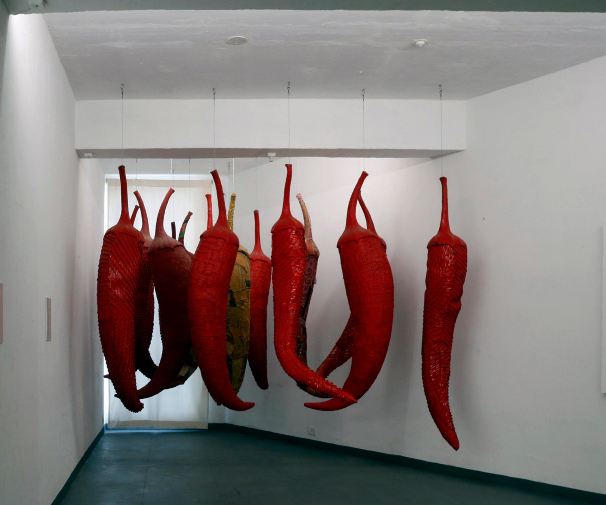 Chilli 01