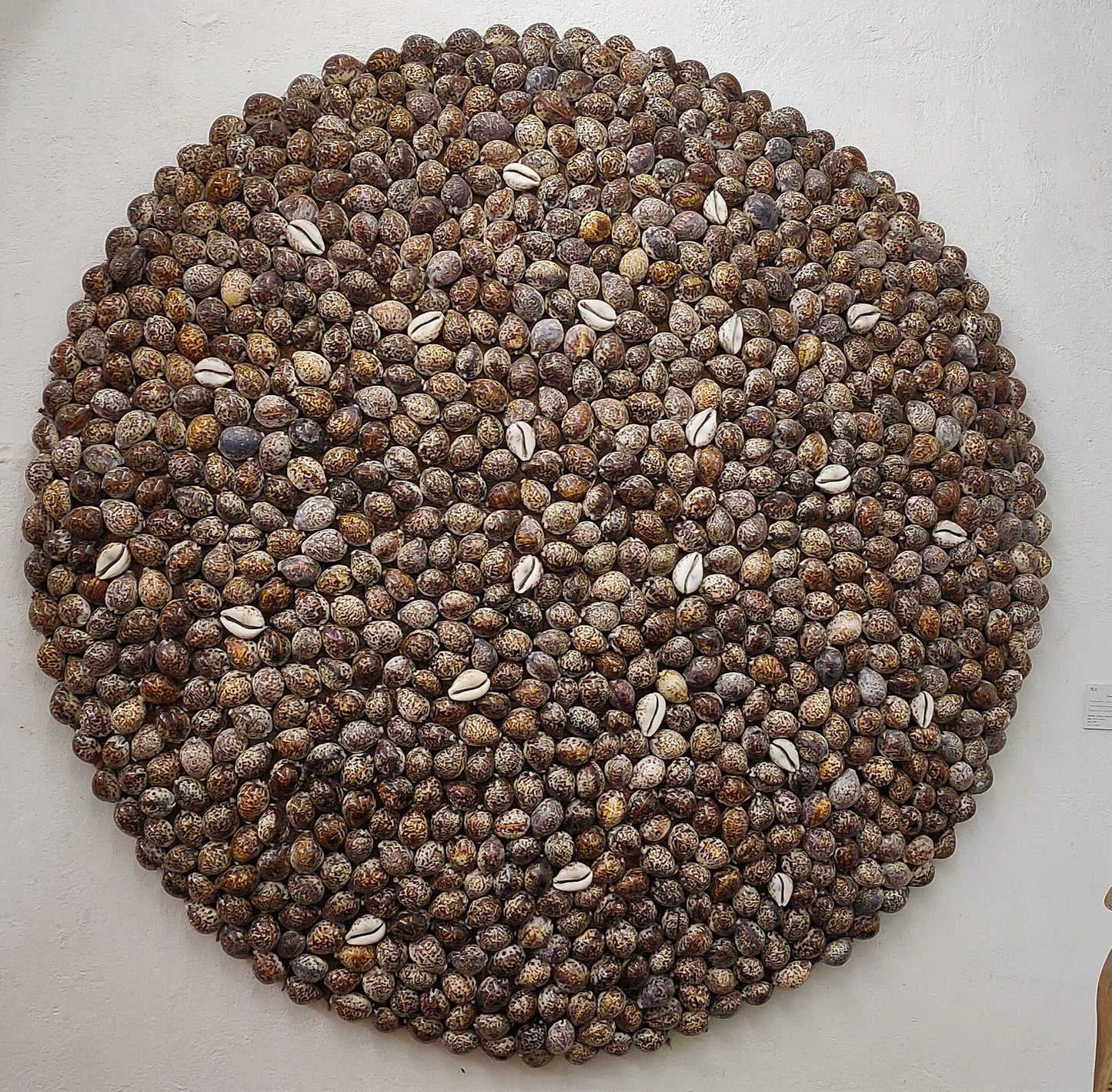 Cowrie Disc 02