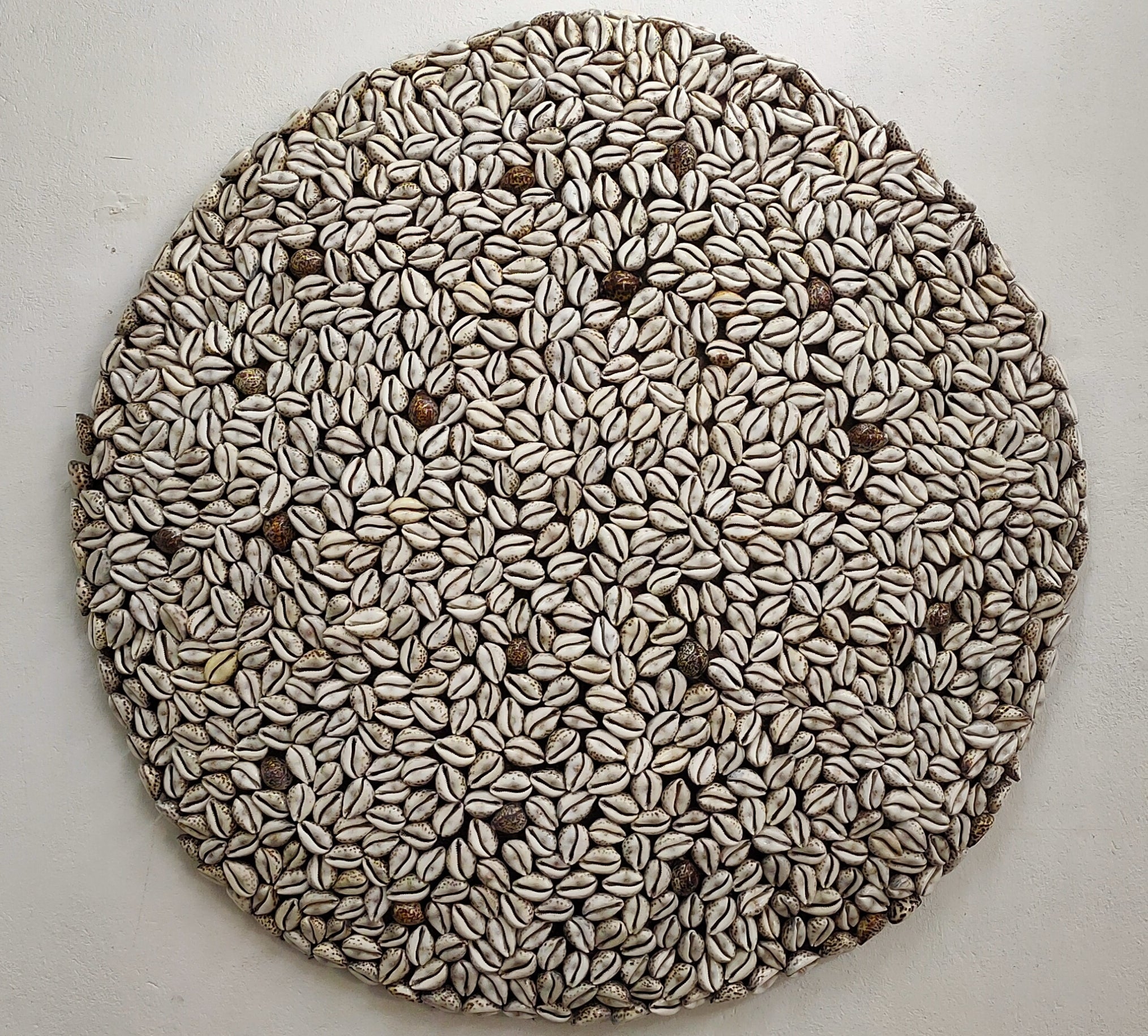 Cowrie Disc 01