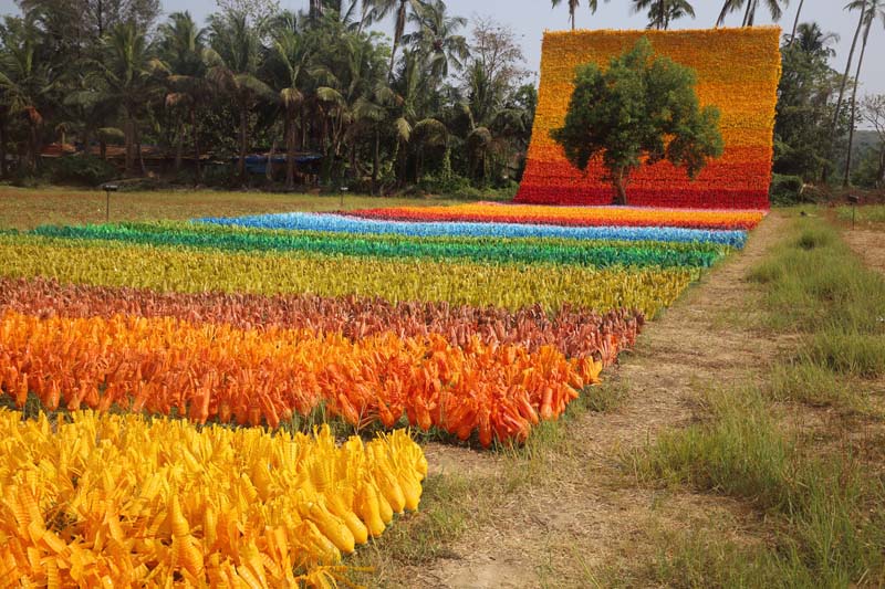 Carpet of Joy 01