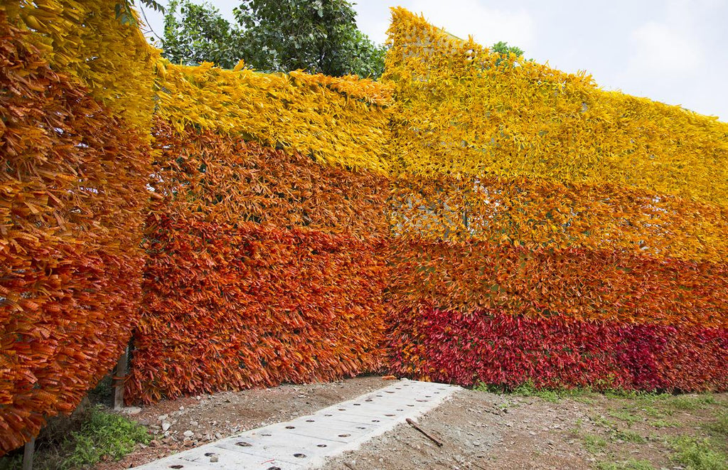 Carpet of Joy 02