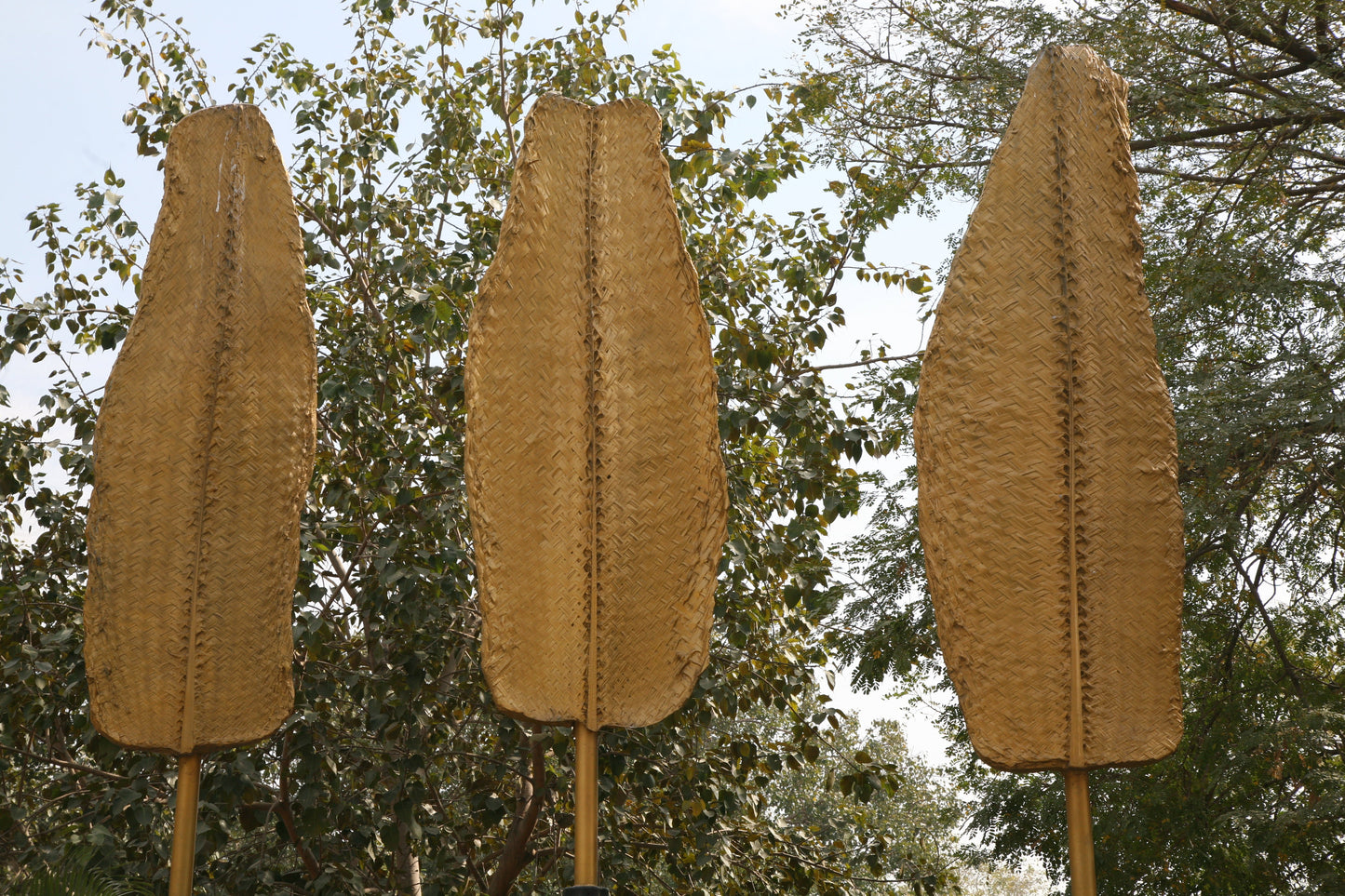 Palm Leaves