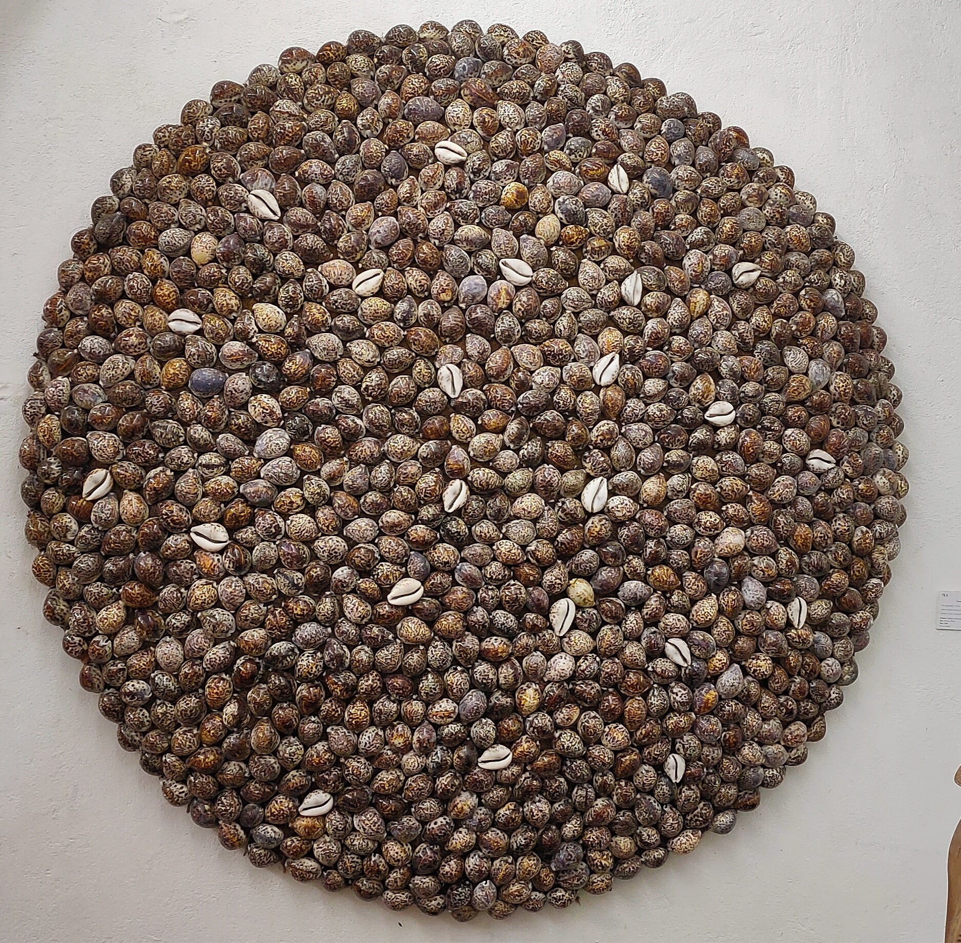 Cowrie Disc 02